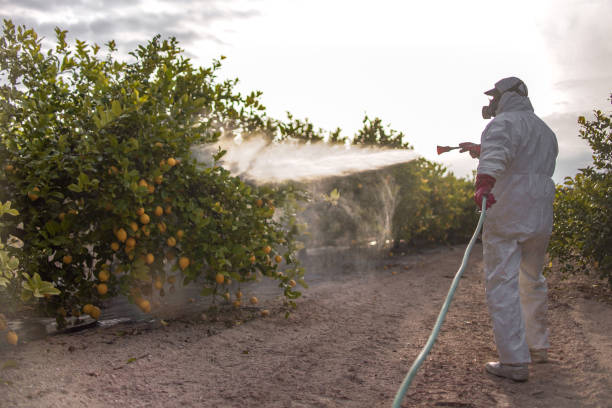 Wasp Removal Services in Jasper, TN