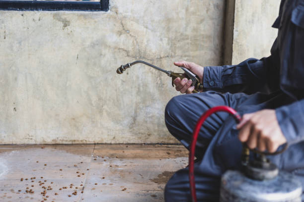 Best Local Pest Control Services  in Jasper, TN